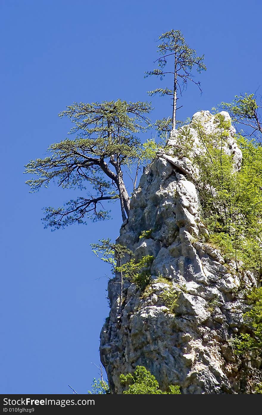 A tree on side of rocky hill. A tree on side of rocky hill