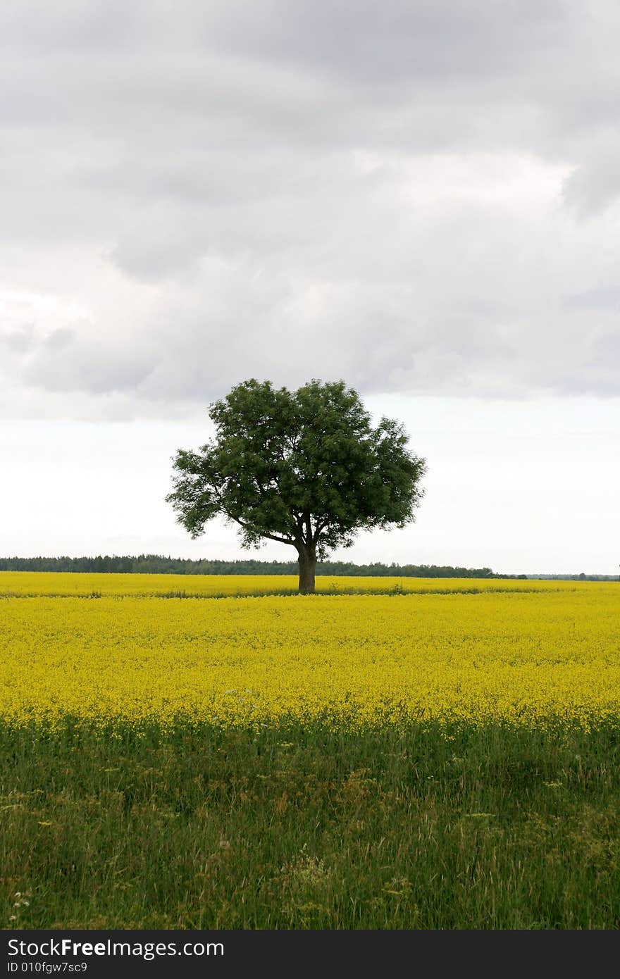 Lonely tree in yellow a rapeseed field