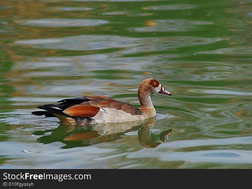 Duck slowly floating on water