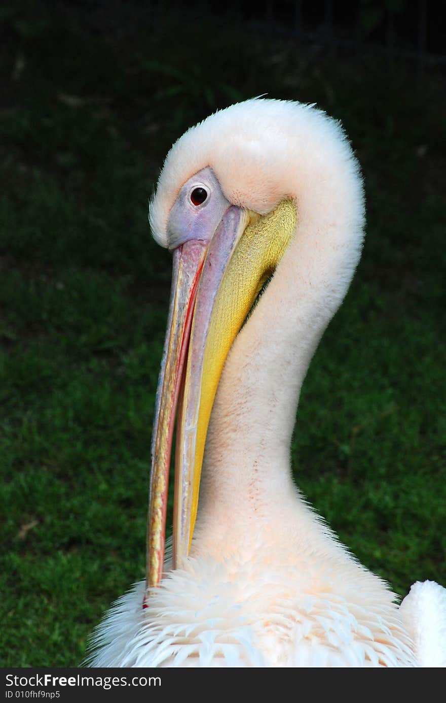 The pelican cleaning feathers morning