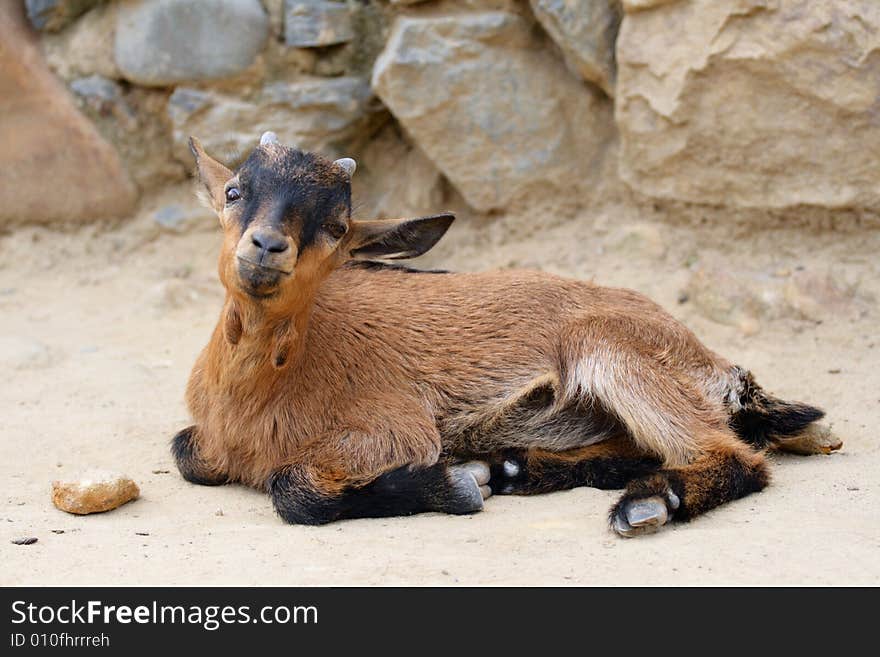 Little beauty goat with long ears get tired. He lie and rest aland. Little beauty goat with long ears get tired. He lie and rest aland.