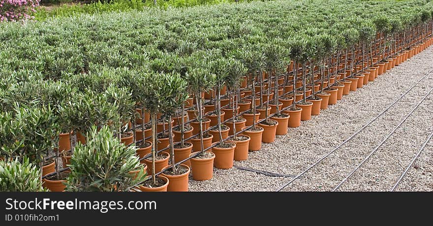 Plants of olive plantation with jar