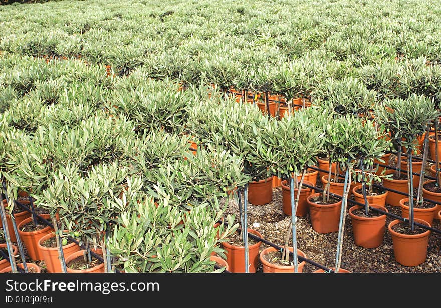 Plants of olive plantation with jar