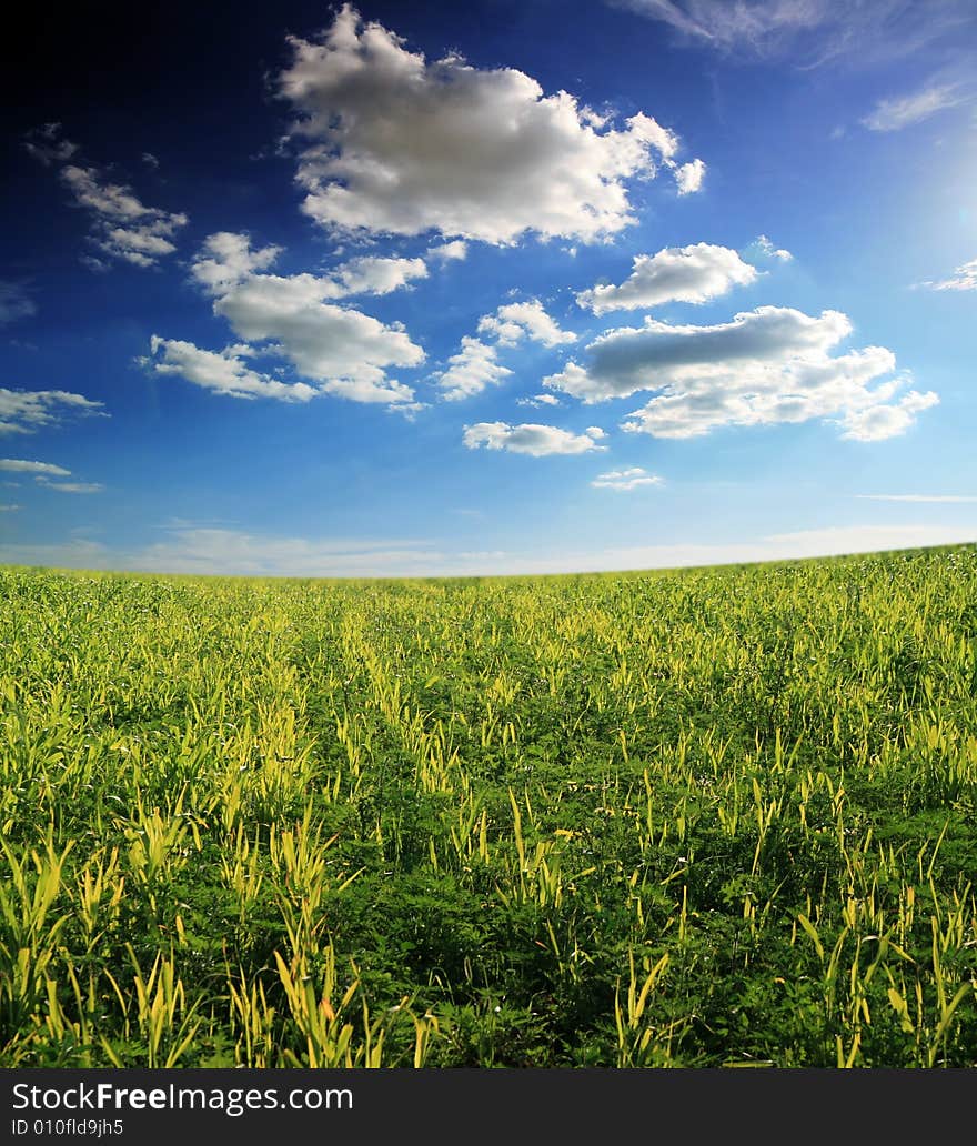 Summer landscape. blue sky and green grass