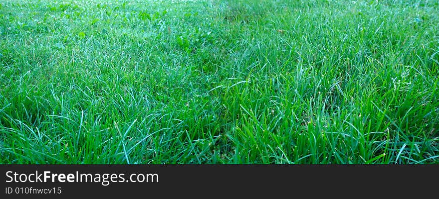 Wide Field Of Grass