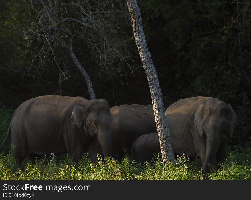 Elephants