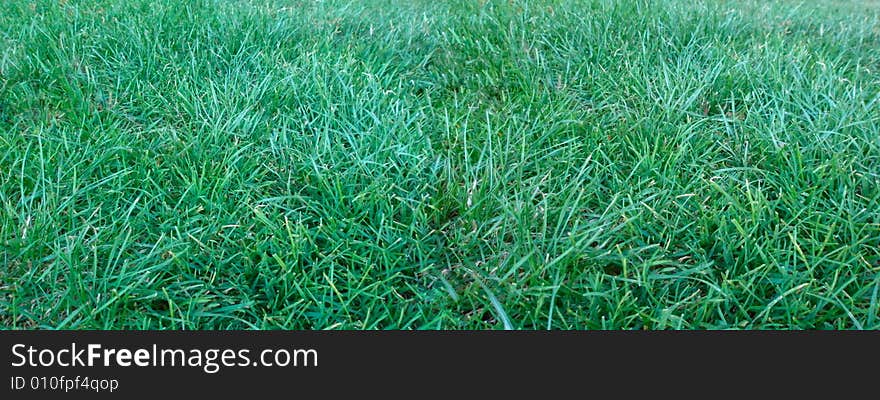 Wide Field Of Grass