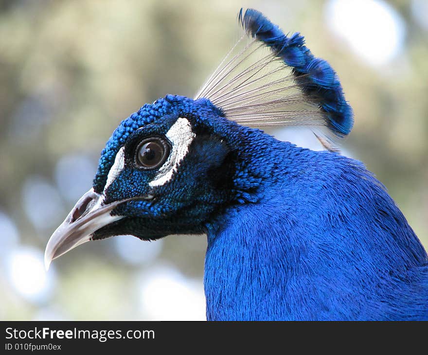 Peacock head