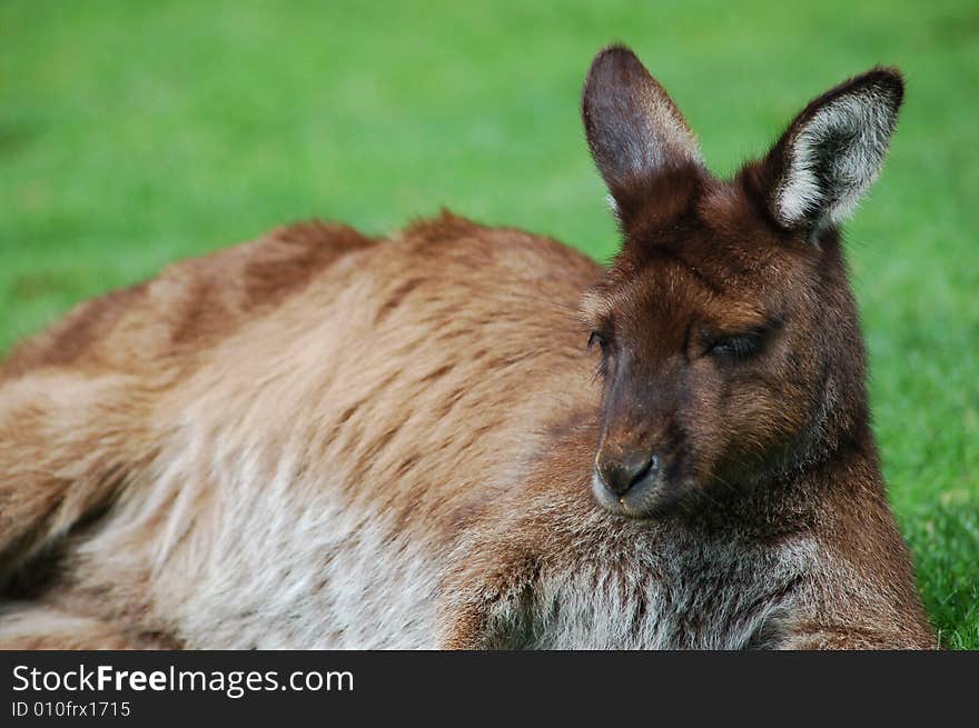 A wild Kangaroo taken in melbourne Australia