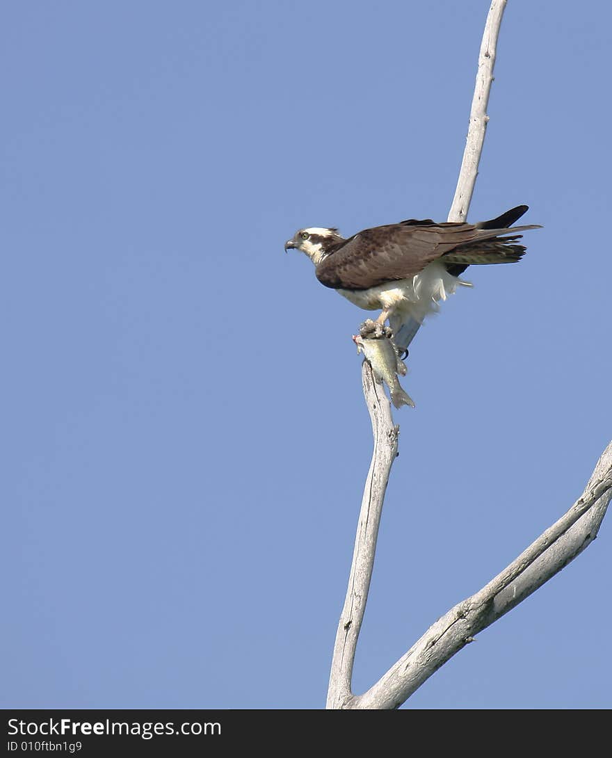 A morning image of an osprey with breakfast in its talons. A morning image of an osprey with breakfast in its talons