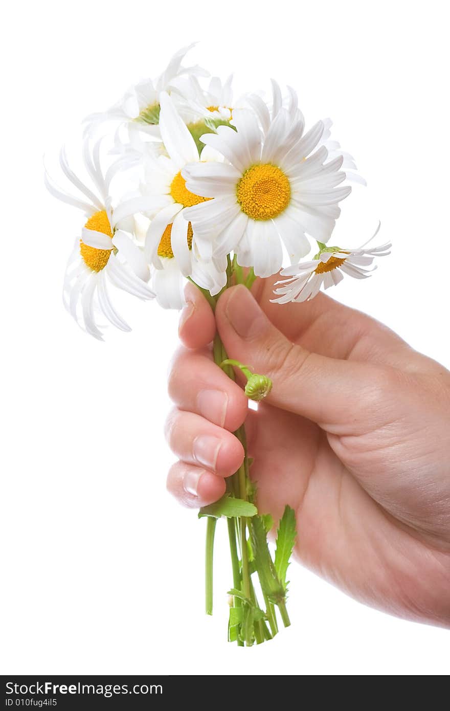 Bouquet of daisies in women hand