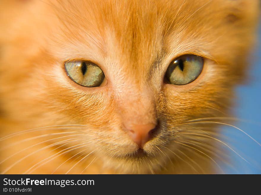 Fluffy red kitten with green eyes closeup portrait