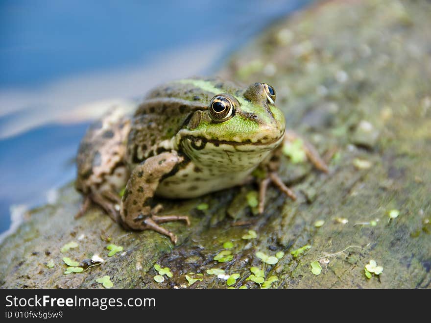 Frog