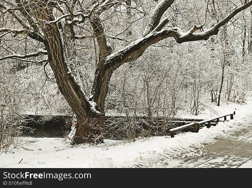 Winter tree in high park