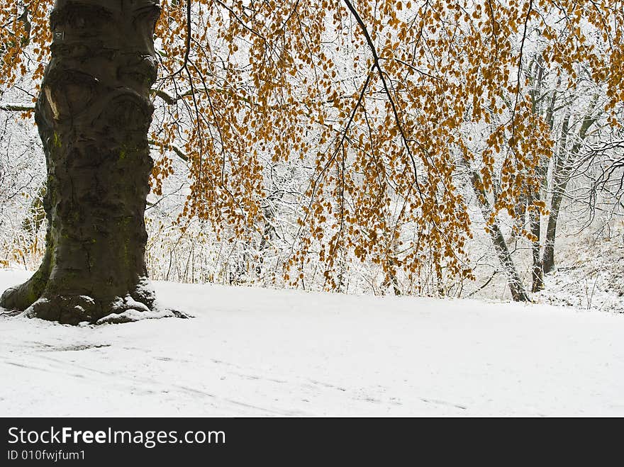 Winter Tree