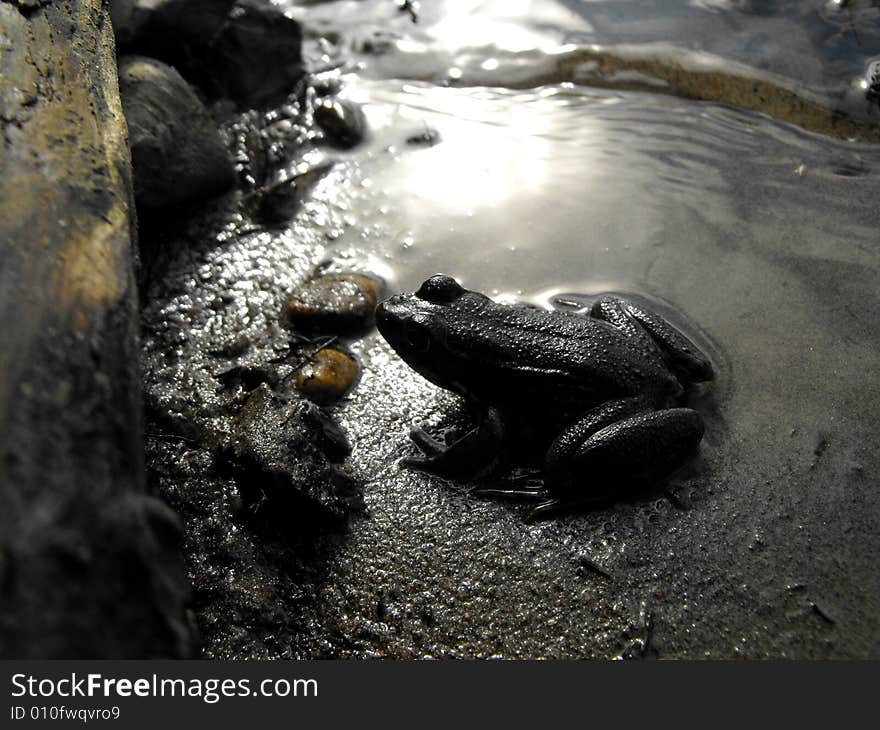 River Frog