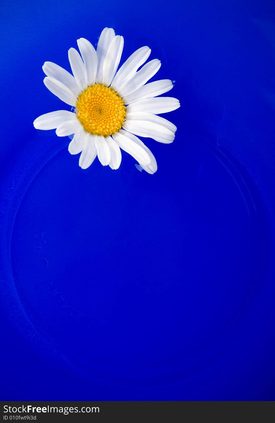 Daisy on the blue plate background, copy space for the text