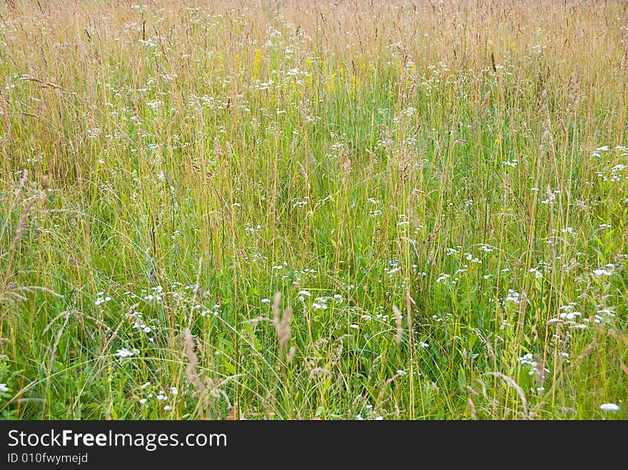 Native-grasses in a field