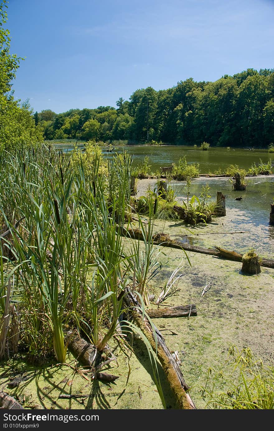 Rushy river in Ukraine, rush in the foreground