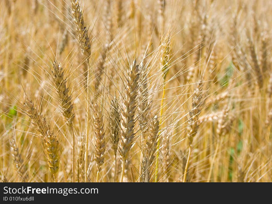 Ripe wheat in a field