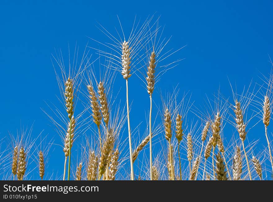 Ripe wheat in a field over sky background