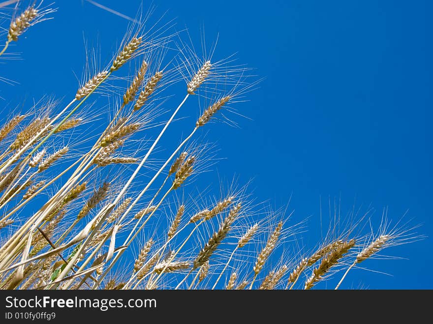 Ripe wheat in a field over sky background