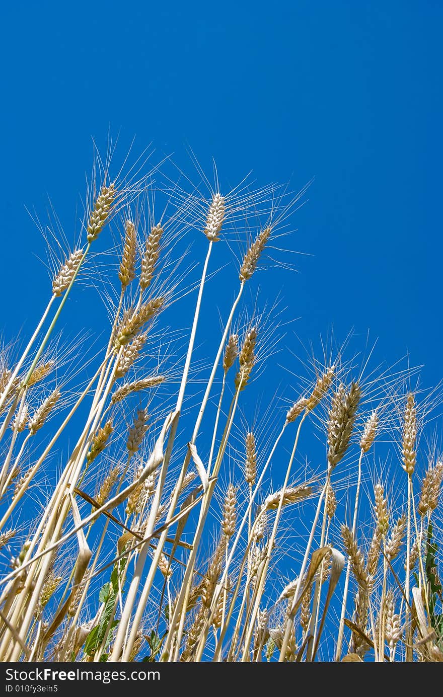 Ripe wheat in a field over sky background