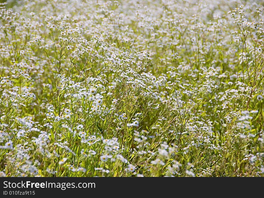 Summer field with a lot of camomiles