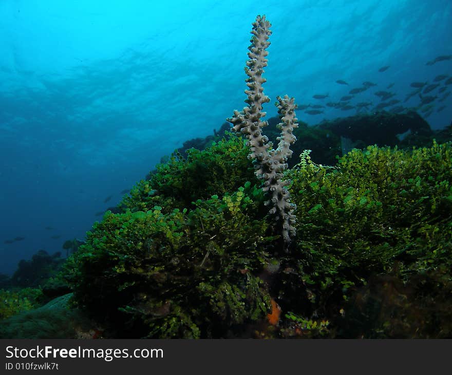 This was taken on a beautifl reef called Barracuda Reef at about 30 feet. This was taken on a beautifl reef called Barracuda Reef at about 30 feet