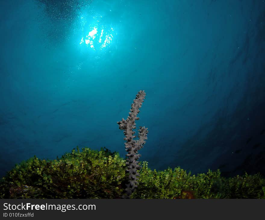 This was taken looking up towards the surface with the sun above. Barracuda reef at 30 ft. This was taken looking up towards the surface with the sun above. Barracuda reef at 30 ft.