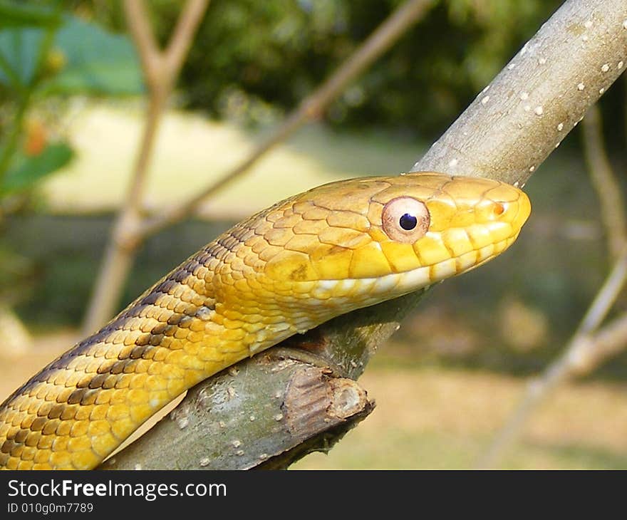 Yellow Chicken Snake