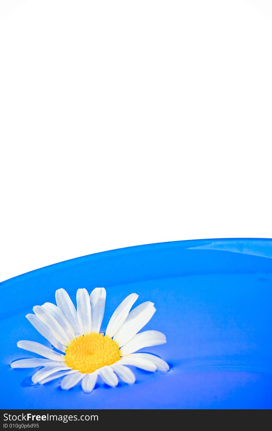 White daisy laying on the blue plate with white, background, copy space for the text. White daisy laying on the blue plate with white, background, copy space for the text