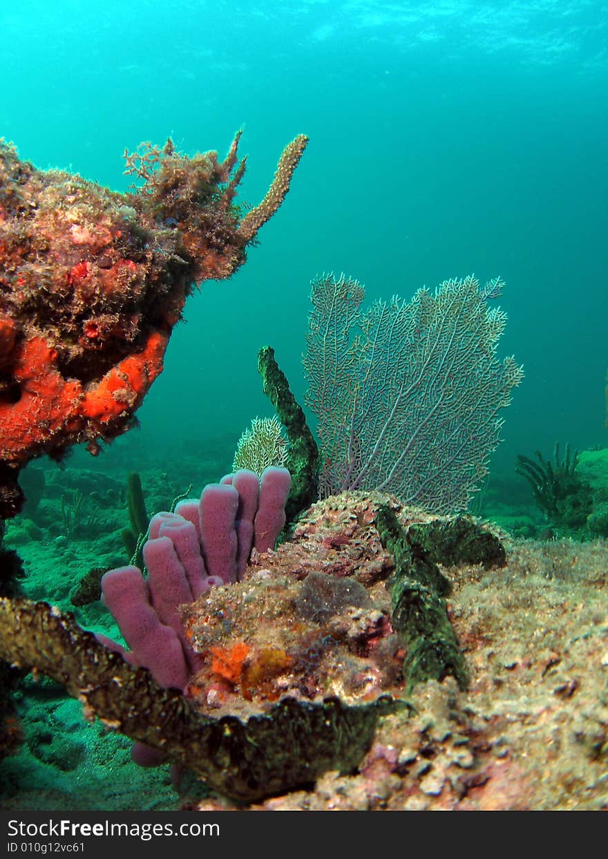 Purple Tube Sponge