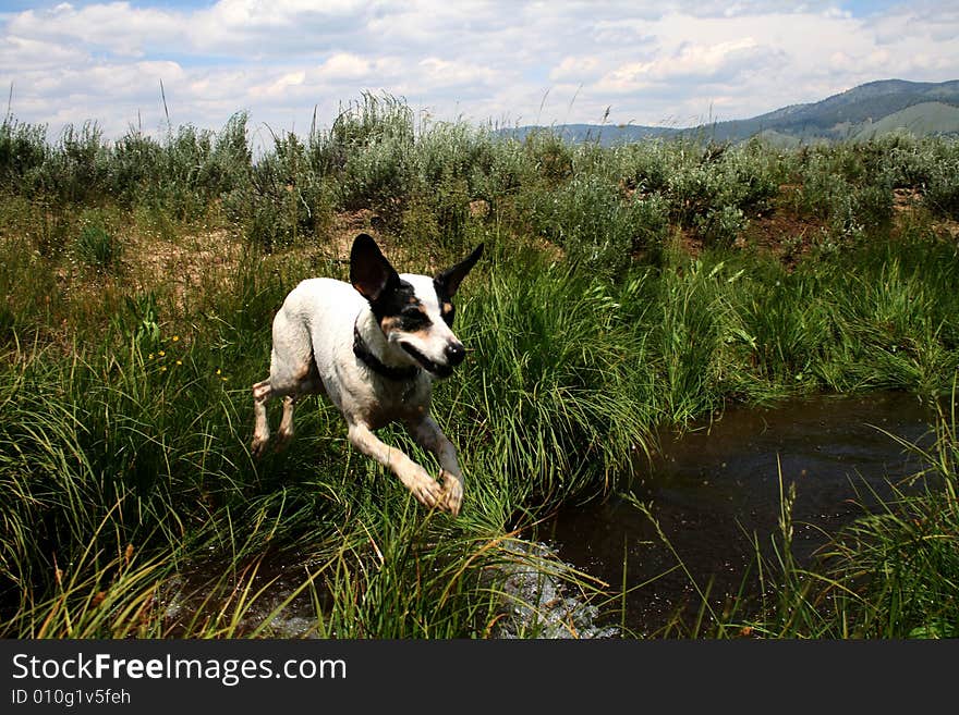 Creek Jumpin  Jack 5