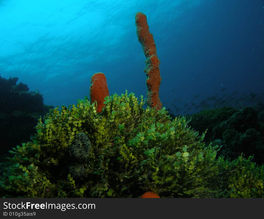 This image was taken off the beach of Dania, Florida at the Barracuda reef. This image was taken off the beach of Dania, Florida at the Barracuda reef.