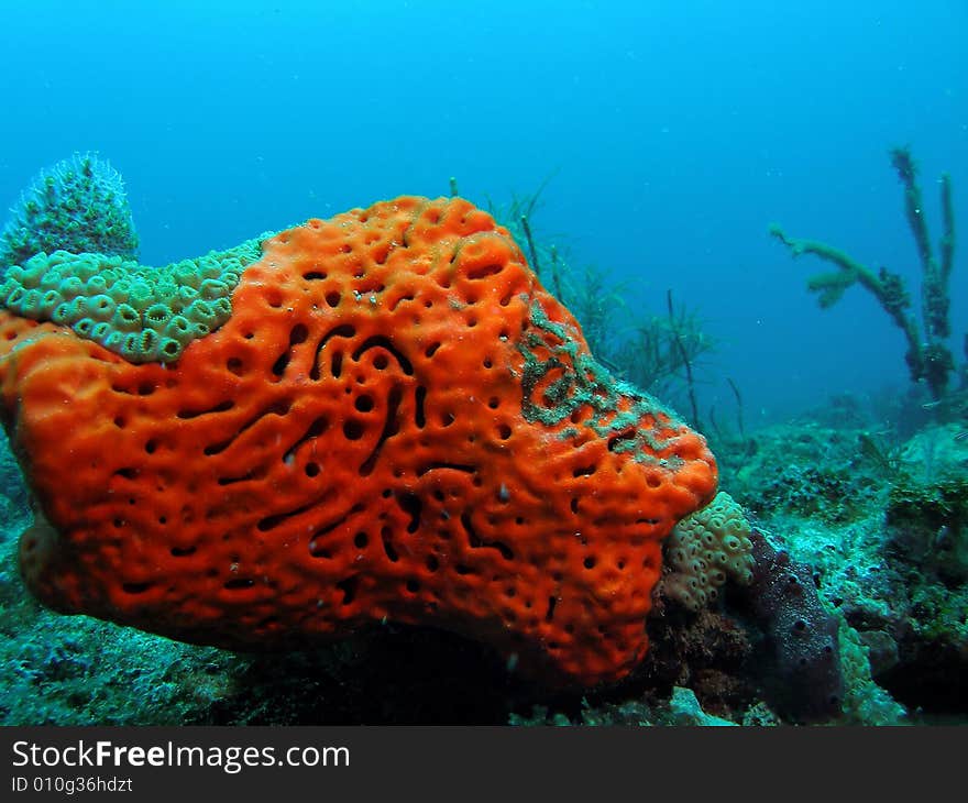 Orange coral on blue