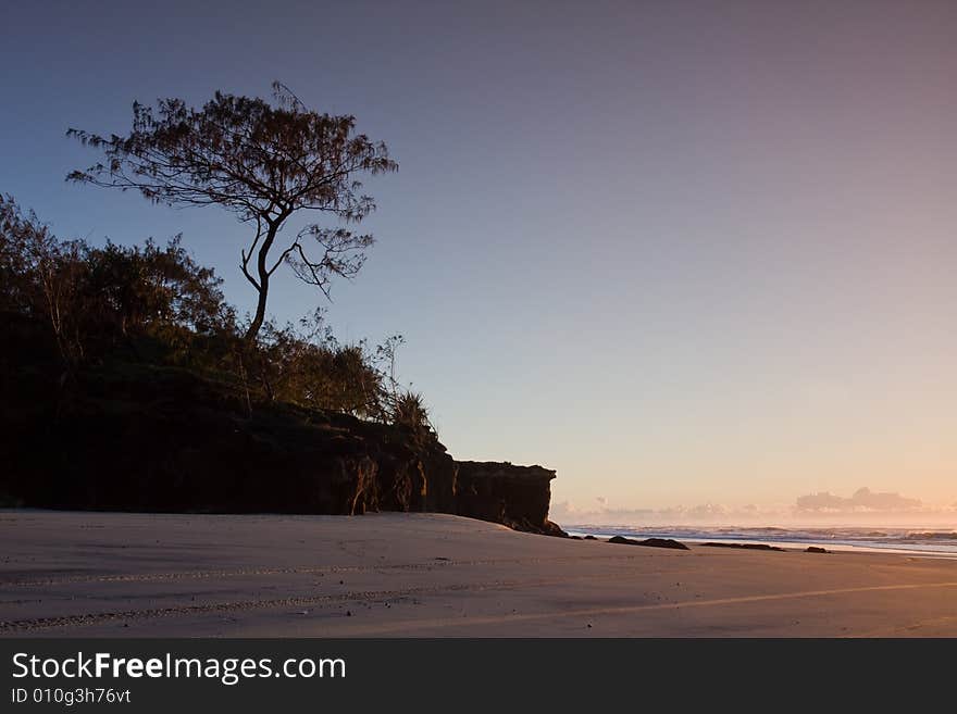 Lonely beach tree