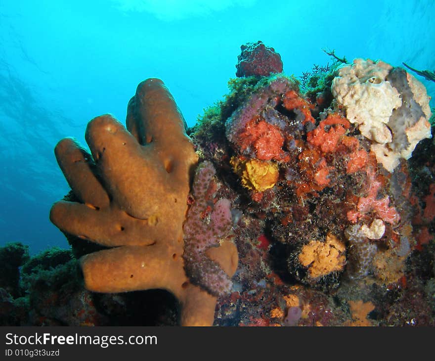 Brown tube coral on blue