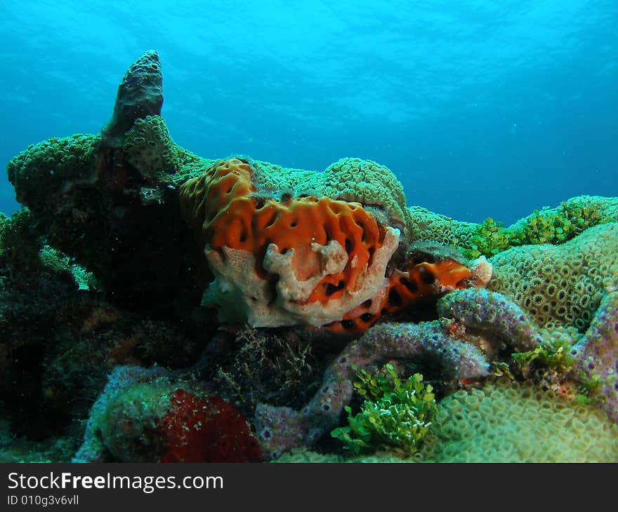 Orange coral on blue