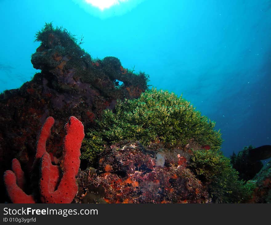 Red coral on blue and green