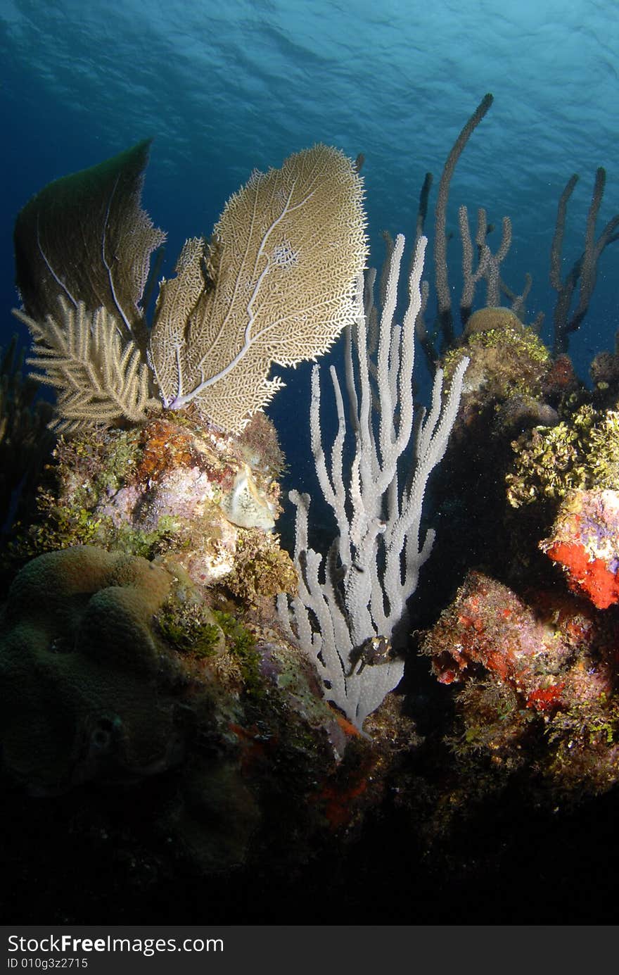 Soft coral seascape in the Caribbean Sea with ripples of water from the surface in view above