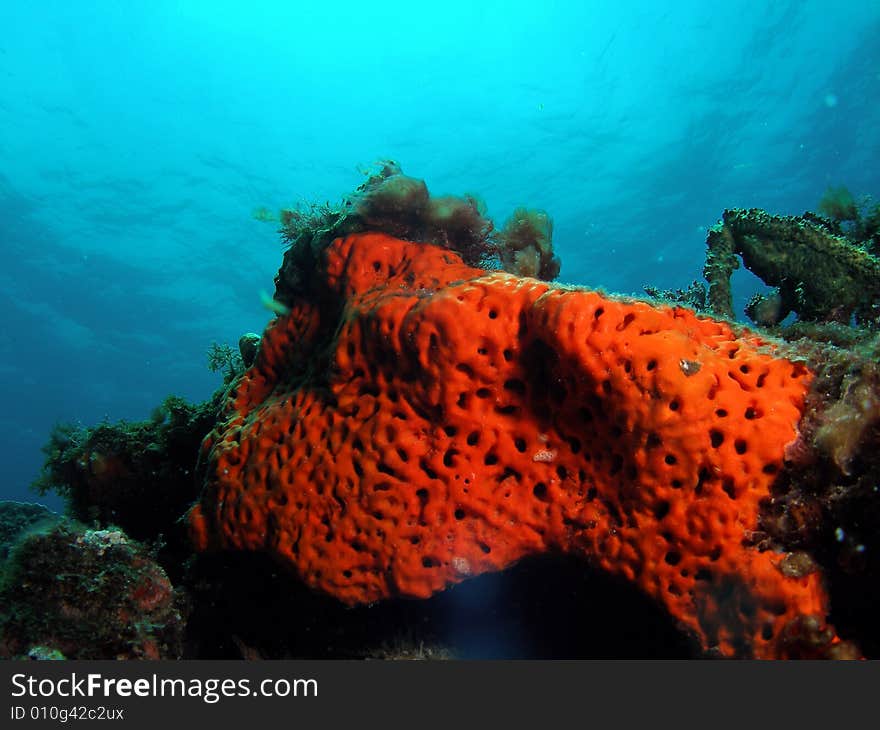 Orange coral on blue