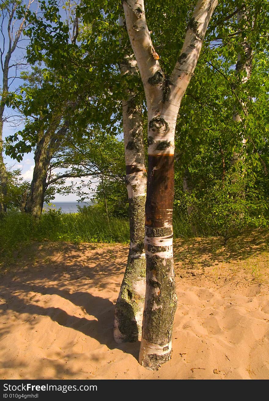 Birch trees growing in the sand along the shore of Lake Superior. Birch trees growing in the sand along the shore of Lake Superior