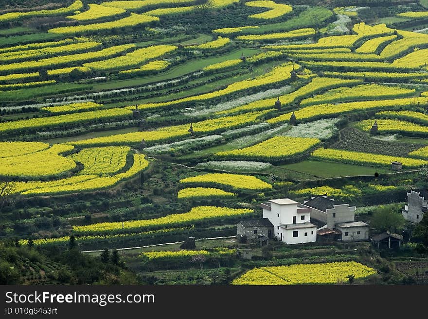 Vegetable platation full of blooming yellow flower. Vegetable platation full of blooming yellow flower