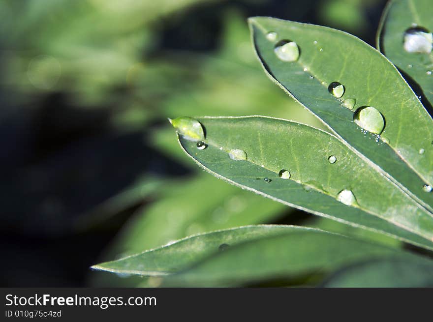 Morning drops on flower leaf. Morning drops on flower leaf