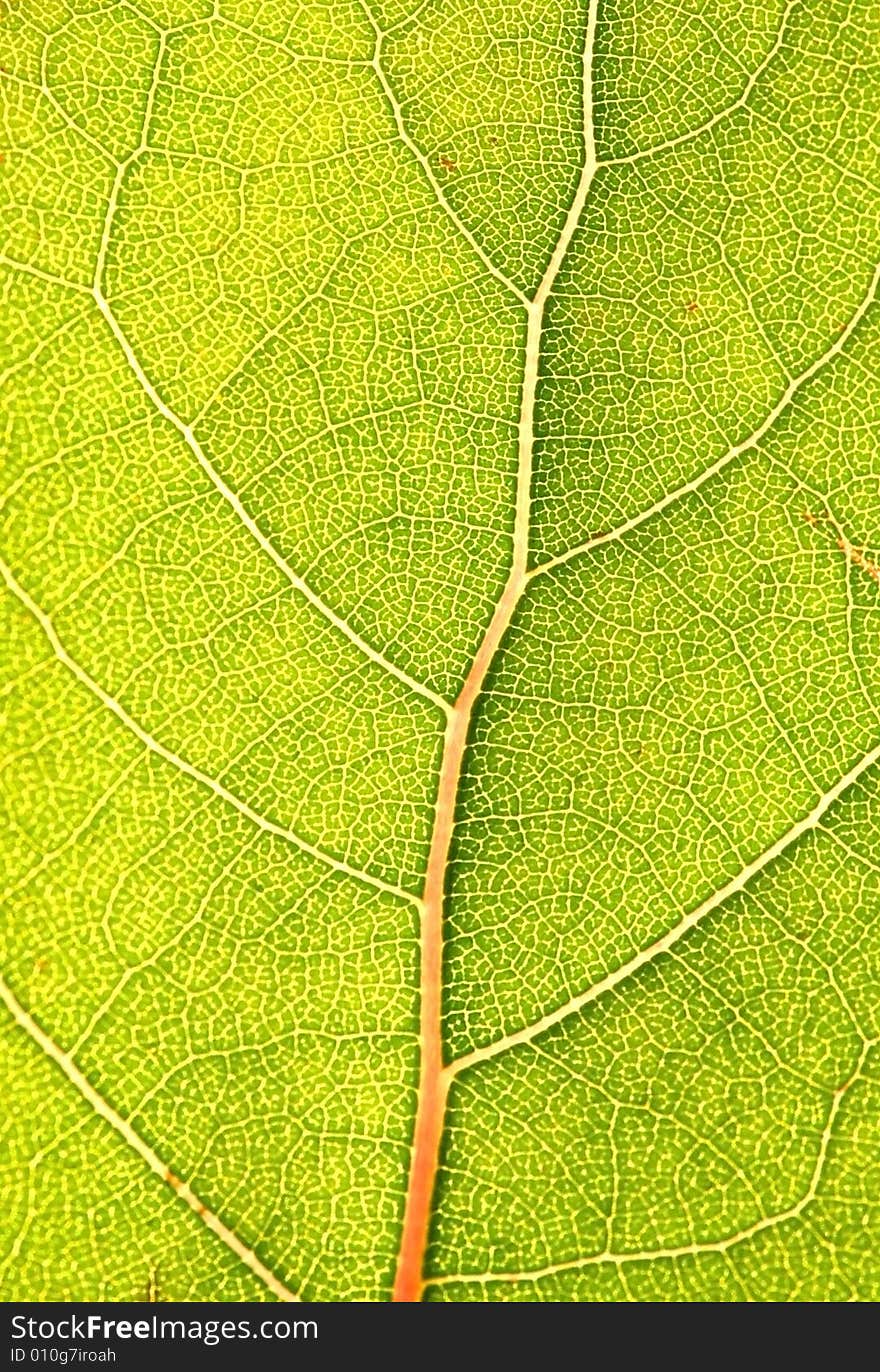 Green Leaf Background