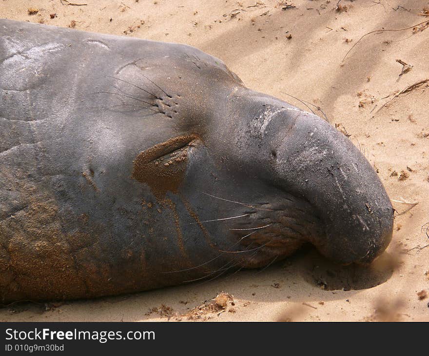 Elephant Seal