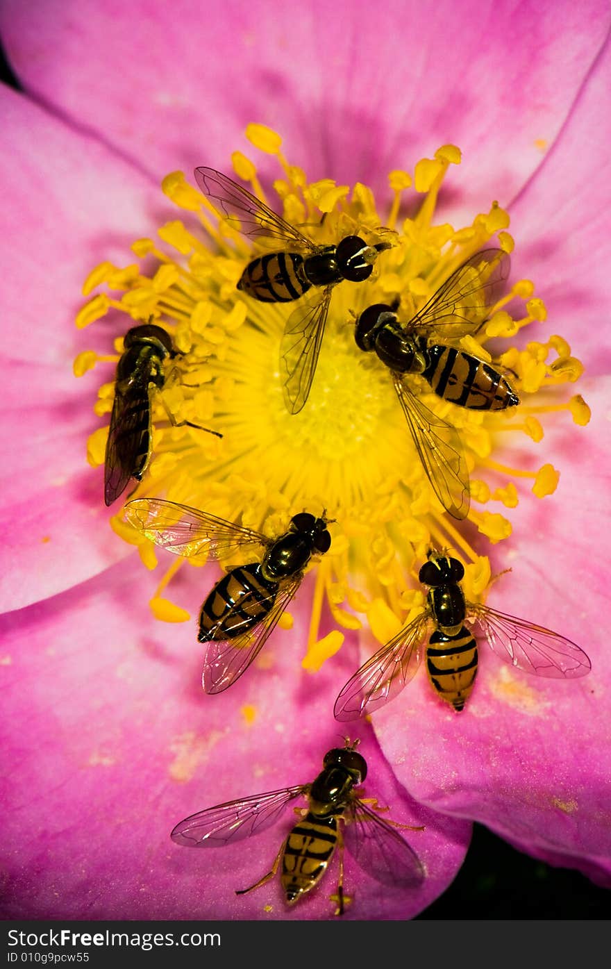 Horseflies on the flower