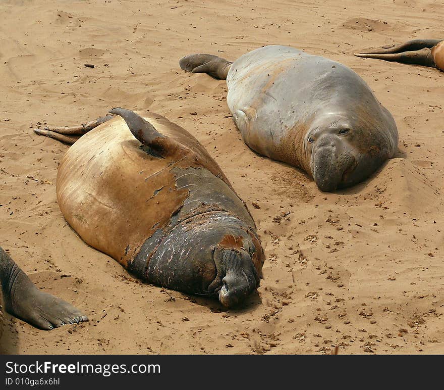 Two Elephant Seals