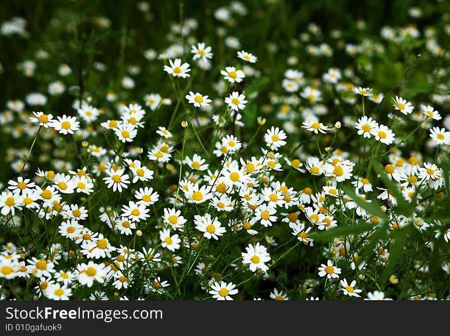 An image of small flowers on a green floor. An image of small flowers on a green floor